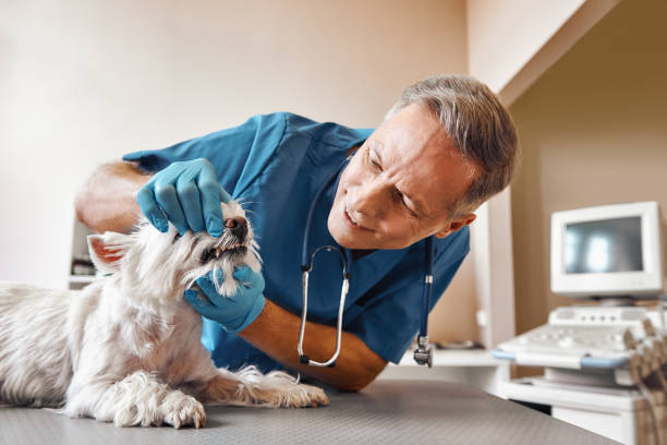 Best Emergency Dental Care for Broken or Chipped Teeth in Fort Hall, ID